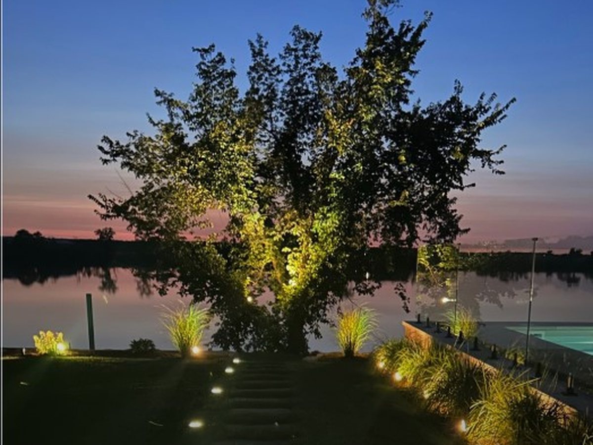 Arbre mature éclairé en contre-plongée, feuillage vert doré sur ciel de crépuscule