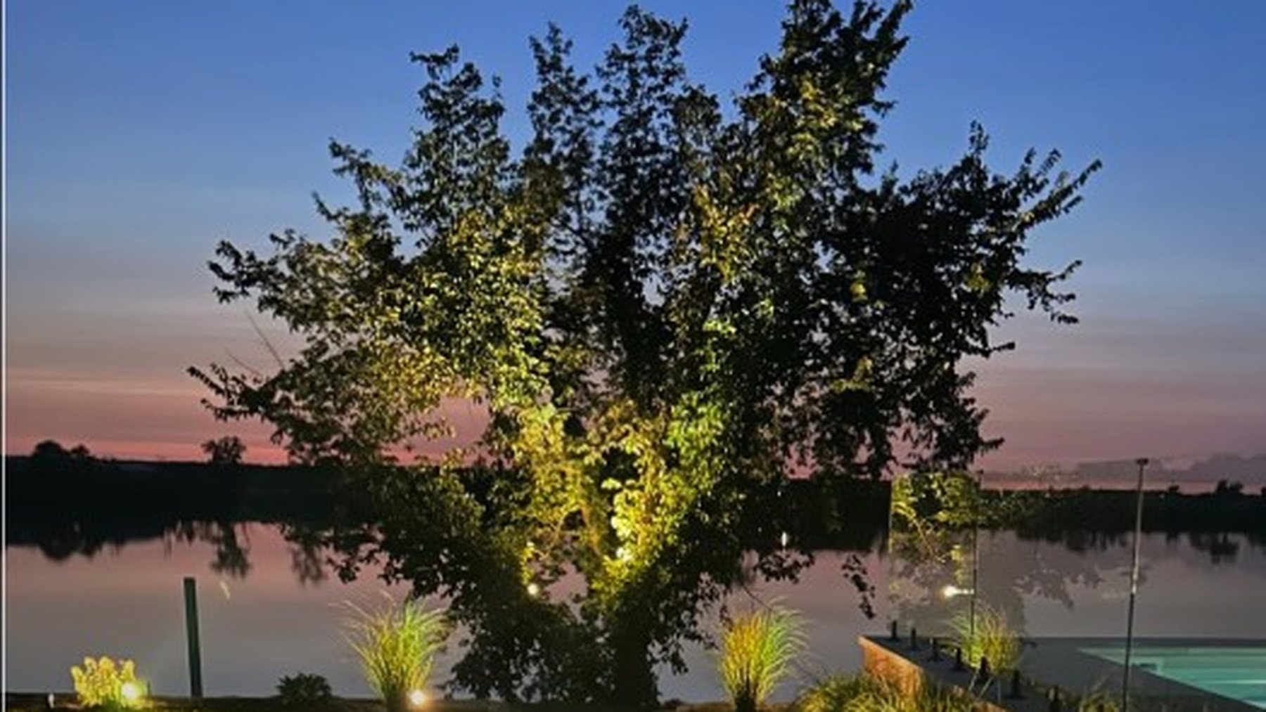 Grand arbre au bord de l'eau mis en lumière par des projecteurs au crépuscule